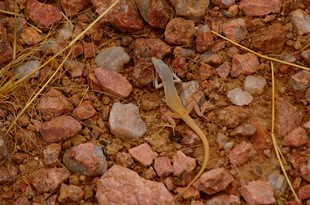 544 Namibia Okt 2006 .JPG